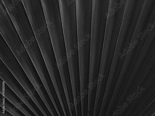 black palm leaf with line pattern