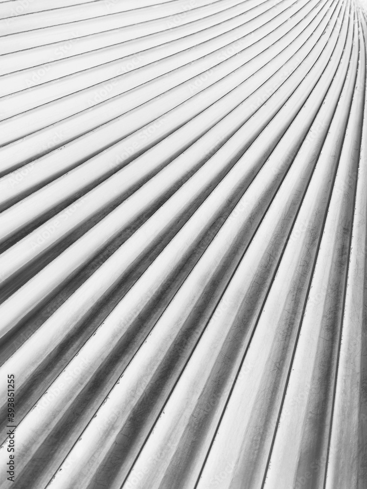 white palm leaf with line texture white palm leaf with line texture