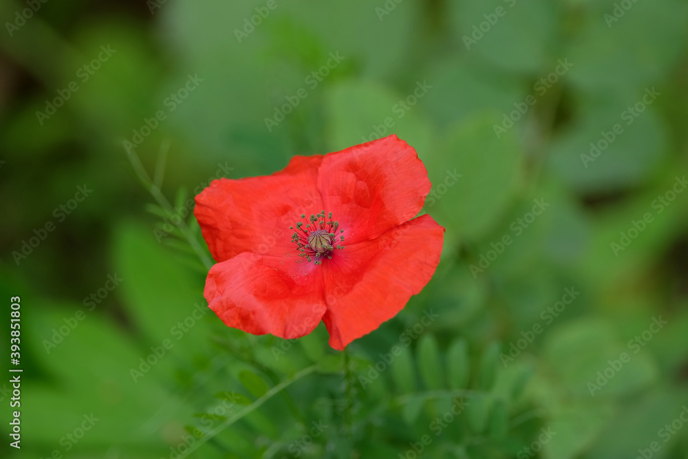 Single red poppy flower on blur green background close up view Single red poppy flower on blur green background close up view
