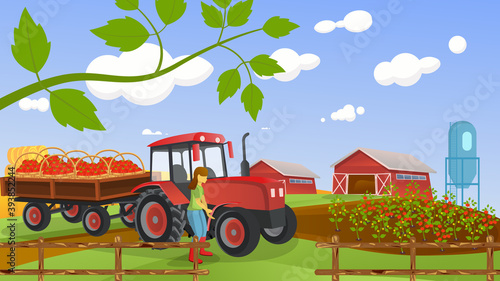 Harvesting red tomatoes. A tractor with a trailer is filled with baskets of tomatoes. Girl tractor driver works on the farm. Natural agriculture. Vector. Cartoon illustration