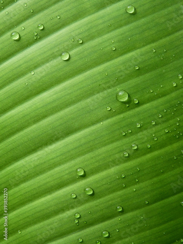 water droplets on green banana leaf