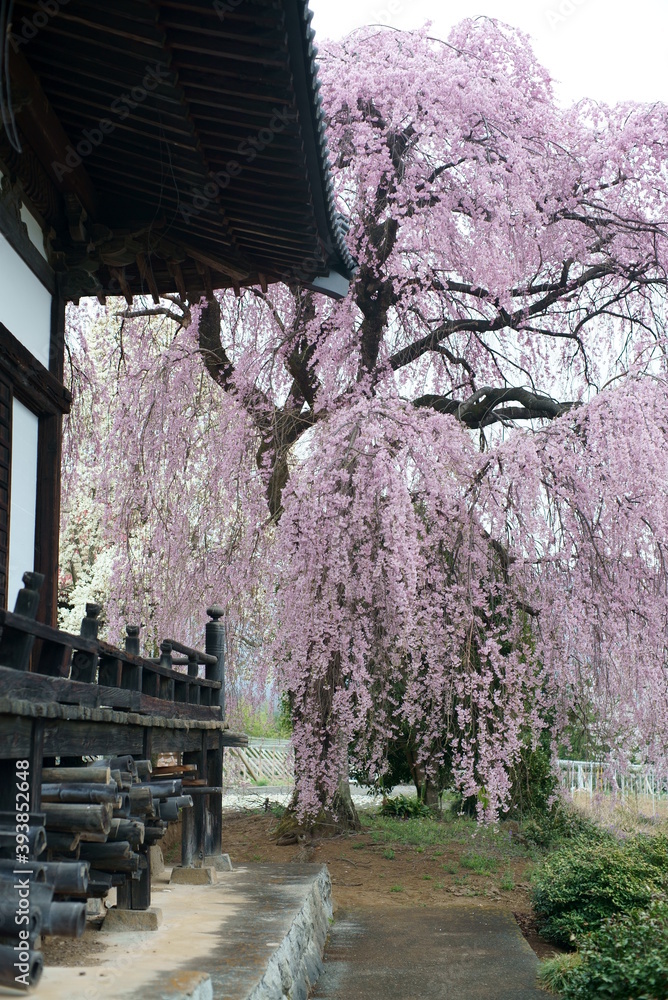 Weeping cherry tree at Manshoji Temple in Yamanashi Prefecture Weeping cherry tree at Manshoji Temple in Yamanashi Prefecture