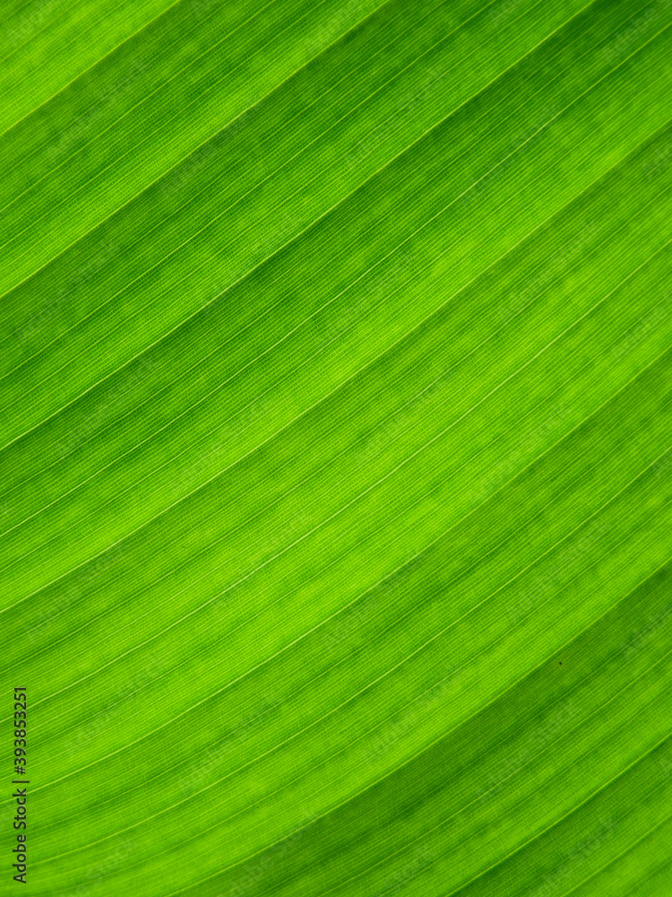 green banana leaves texture background green banana leaves texture background