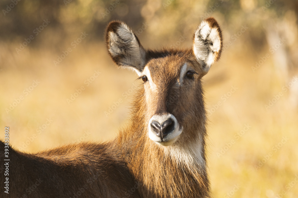 Headshot of waterbuck on African savannah in Botswana Headshot of waterbuck on African savannah in Botswana