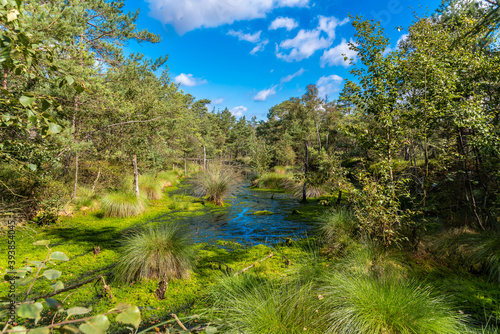 Pietzmoor in Schneverdingen.