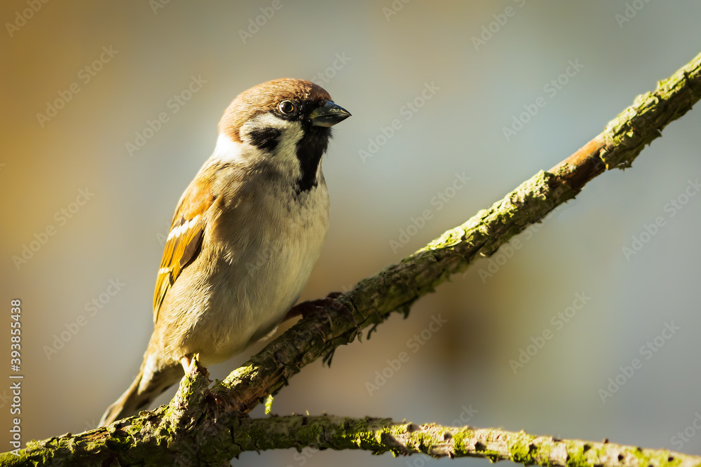 Naklejka premium Spatz auf einem Ast in der Sonne im Herbst