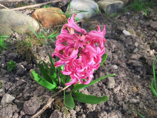 Tulpen Blumen - Garten