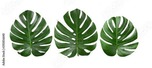  tropical jungle Monstera leaves on white background