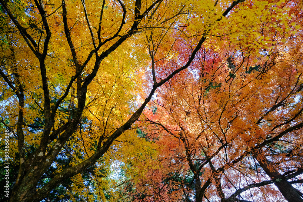 永平寺 参道の紅葉