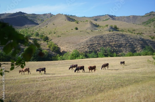 nature of Dagestan, pasture of cows © Helena