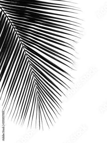 silhouette coconut leaf isolated on white background