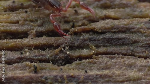 Pseudoskorpion, Bücherskorpion, Afterskorpione, 