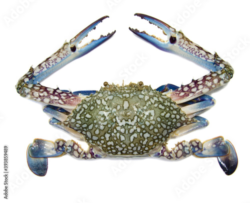 blue swiming crab isolated on white background