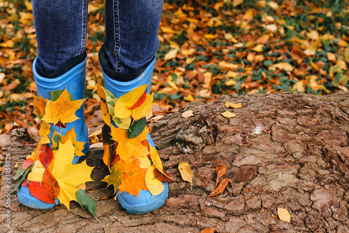 Blue rain boots with autumn colorful red, orange, yellow leaves on rustic background. Autumn mood, fall, trendy and stylish concept.