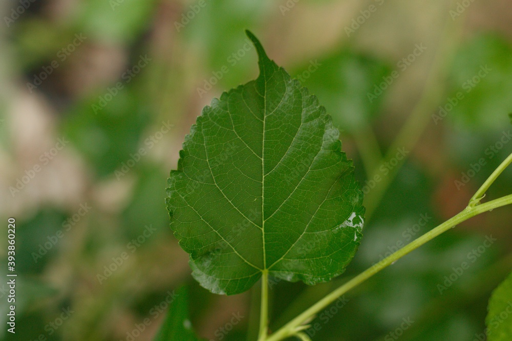 Green leaves are on a blurred background. Green leaves are on a blurred background.