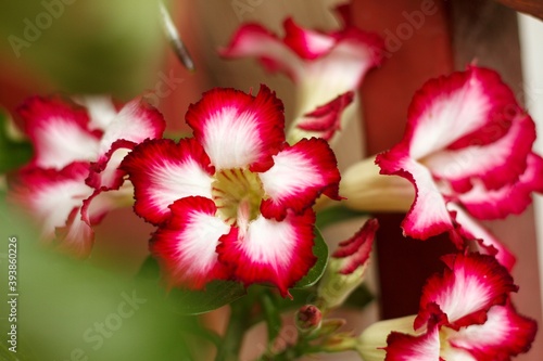 Close up a Azalea flowers Pink color flowers on the blur background.