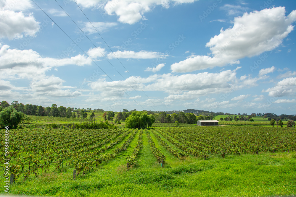 Vineyards at the Hunter Valley, is a region of New South Wales, Australia, with cotton-like clouds and blue skies