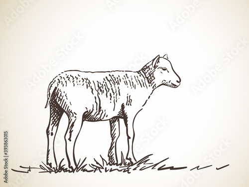 sheep