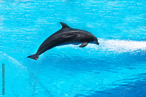 dolphin show in Canary Island dolphinarium