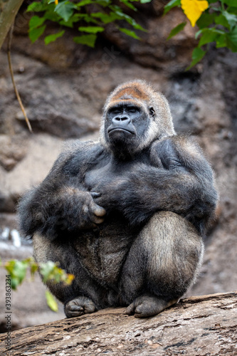 Large specimen silversmith gorilla. Tenerife. © raycocar