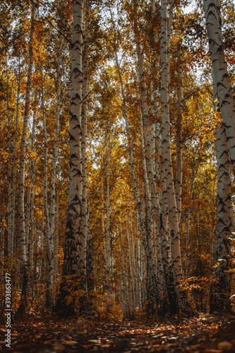 Birch glade in the depths of the forest