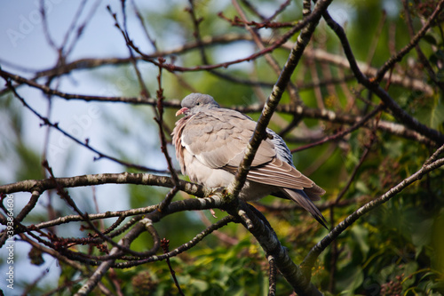 Pigeon dove on autumn tree branches