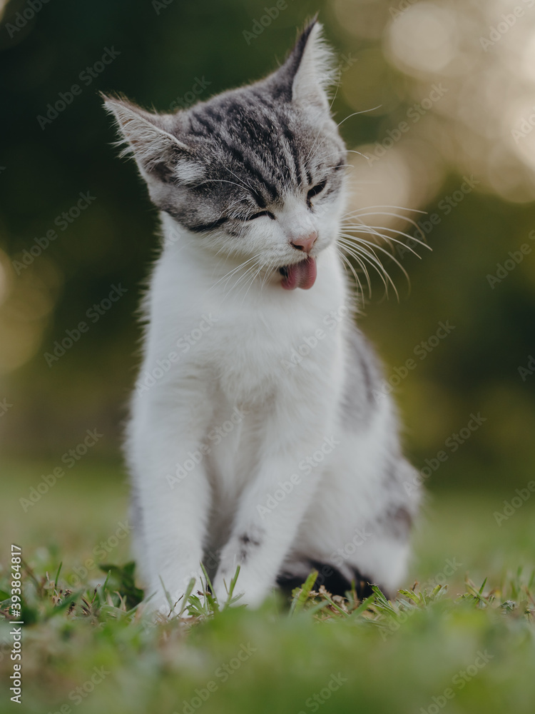 Neat cat. Kitten cleaning himself. Neat cat. Kitten cleaning himself.