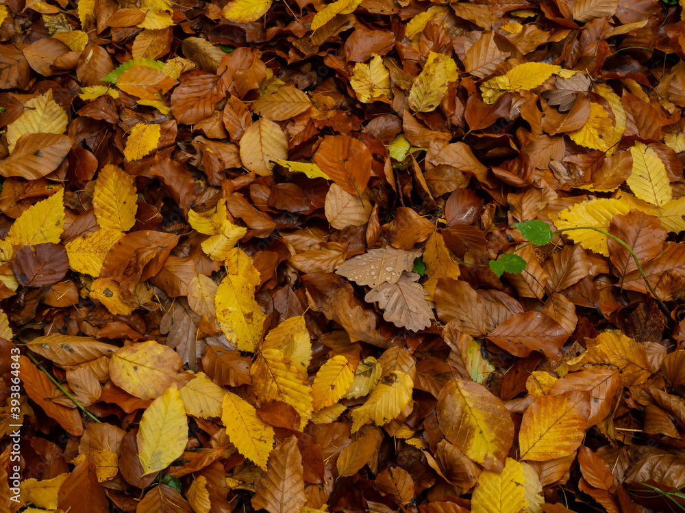 Schönes, buntes Herbstlaub. Schönes, buntes Herbstlaub.