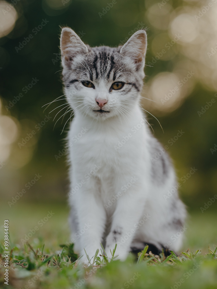 Adorable young kitten. Cat portrait.