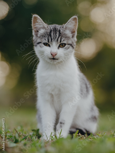 Adorable young kitten. Cat portrait.