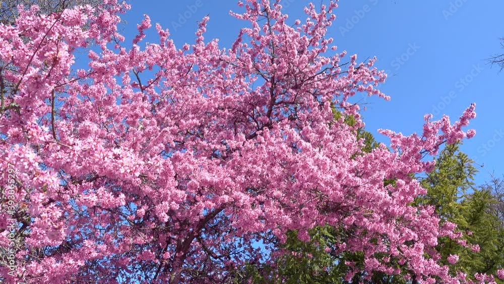 Rosa blühende Japanische Blütenkirsche mit Bienen - große Baumkrone von unten gegen den blauen Himmel Rosa blühende Japanische Blütenkirsche mit Bienen - große Baumkrone von unten gegen den blauen Himmel