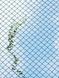 ivy growth on wire mesh of fence with blue sky background