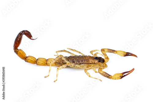 Image of brown scorpion isolated on white background. Insect. Animal. © yod67