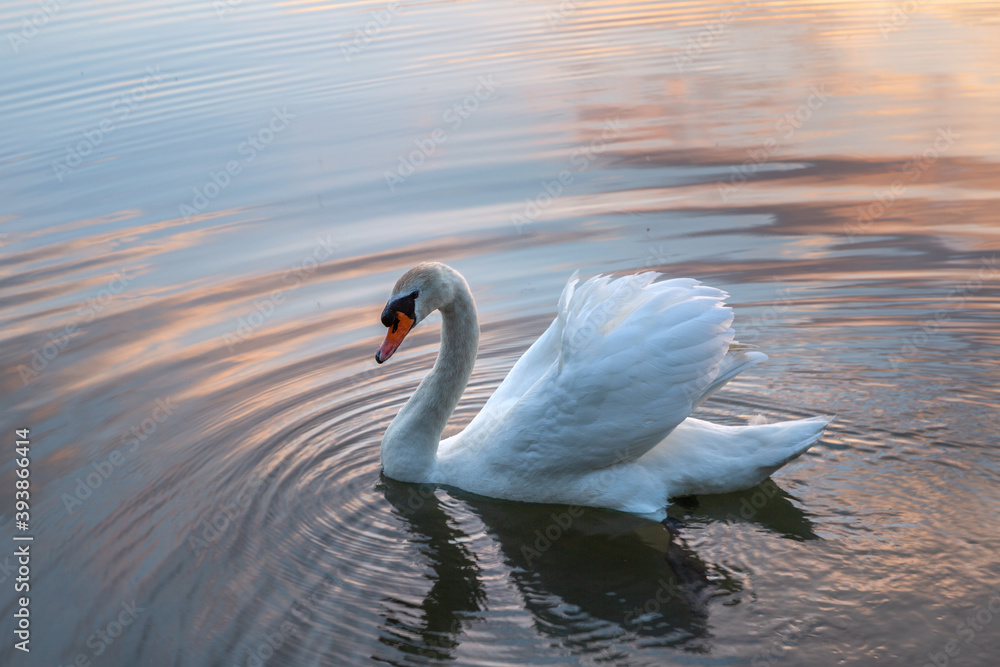 Fototapeta premium Cygne dans l'eau au coucher de soleil