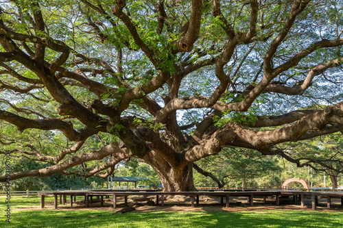 Giant rain tree (Samanea saman) or monkey pod at Kanchanaburi, famous tourist attraction destination