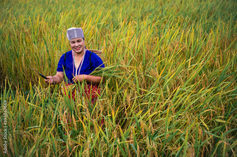 woman farmer with paddy rice on rice terrace woman farmer with paddy rice on rice terrace