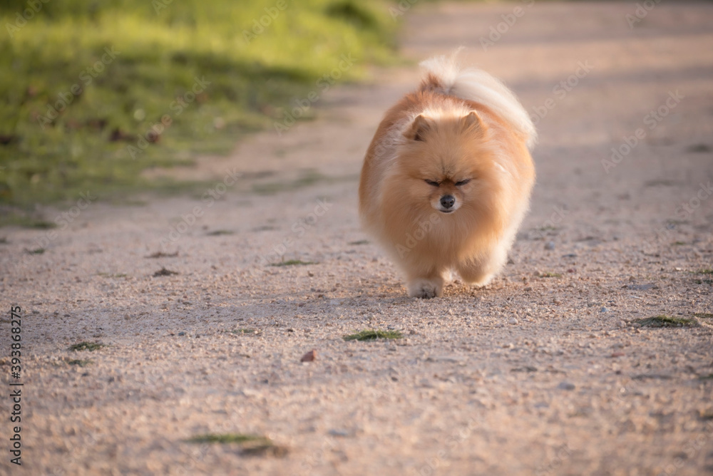 Cute fluffy pomeranian puppy running on a street
