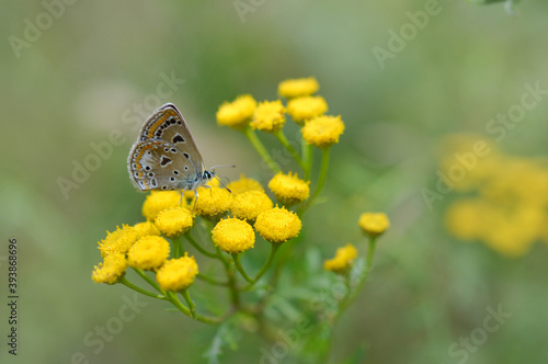 Brown argus in a tansy flower, small brown butterfly . photo