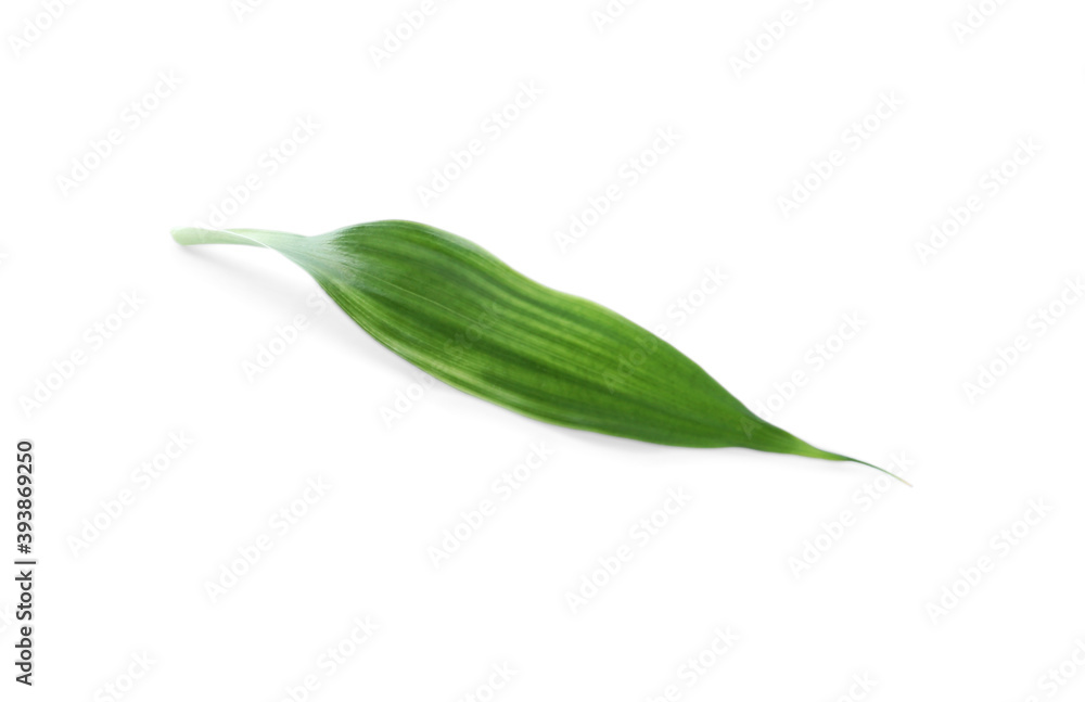 Fresh green ginger leaf isolated on white Fresh green ginger leaf isolated on white
