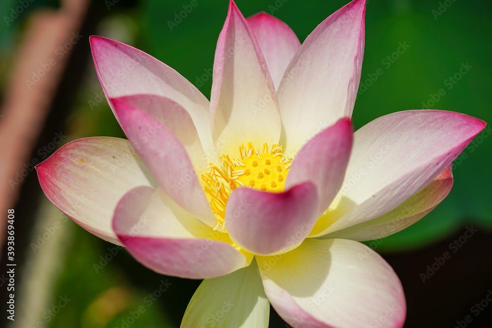 蓮の花 蓮の花