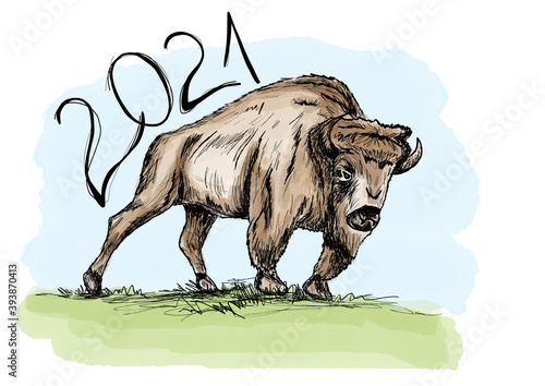 Happy chinese new year 2021 – hand drawn buffalo on a green meadow painted in watercolors © Flying broccoli