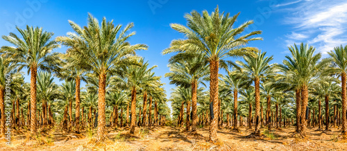 Panorama. Plantation of date palms for healthy food production. This is rapidly developing agriculture industry in desert areas of the Middle East