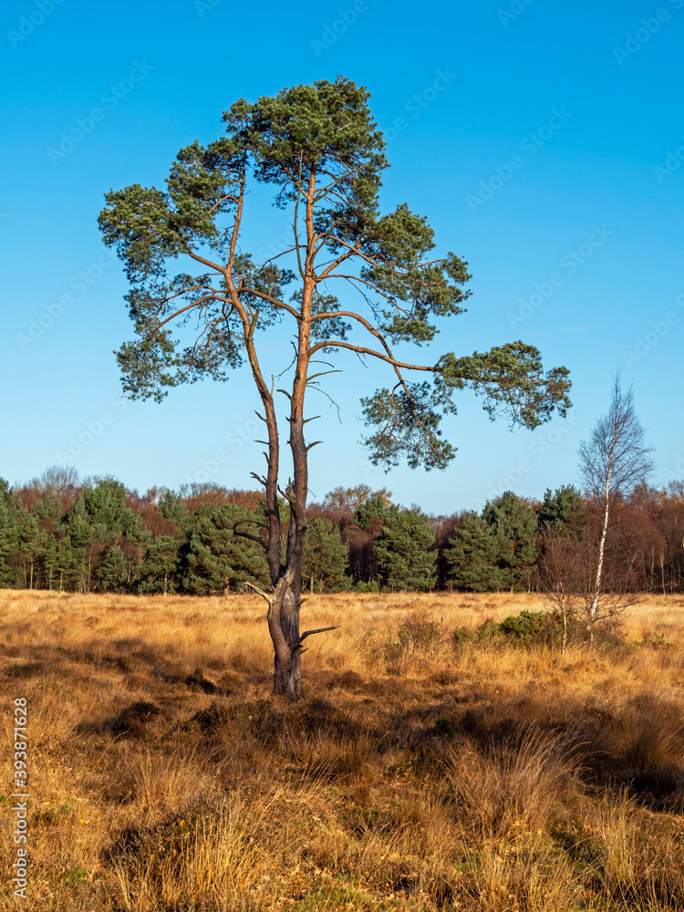 Beautiful clear blue November sky over Skipwith Common National Nature Reserve, North Yorkshire, England Beautiful clear blue November sky over Skipwith Common National Nature Reserve, North Yorkshire, England