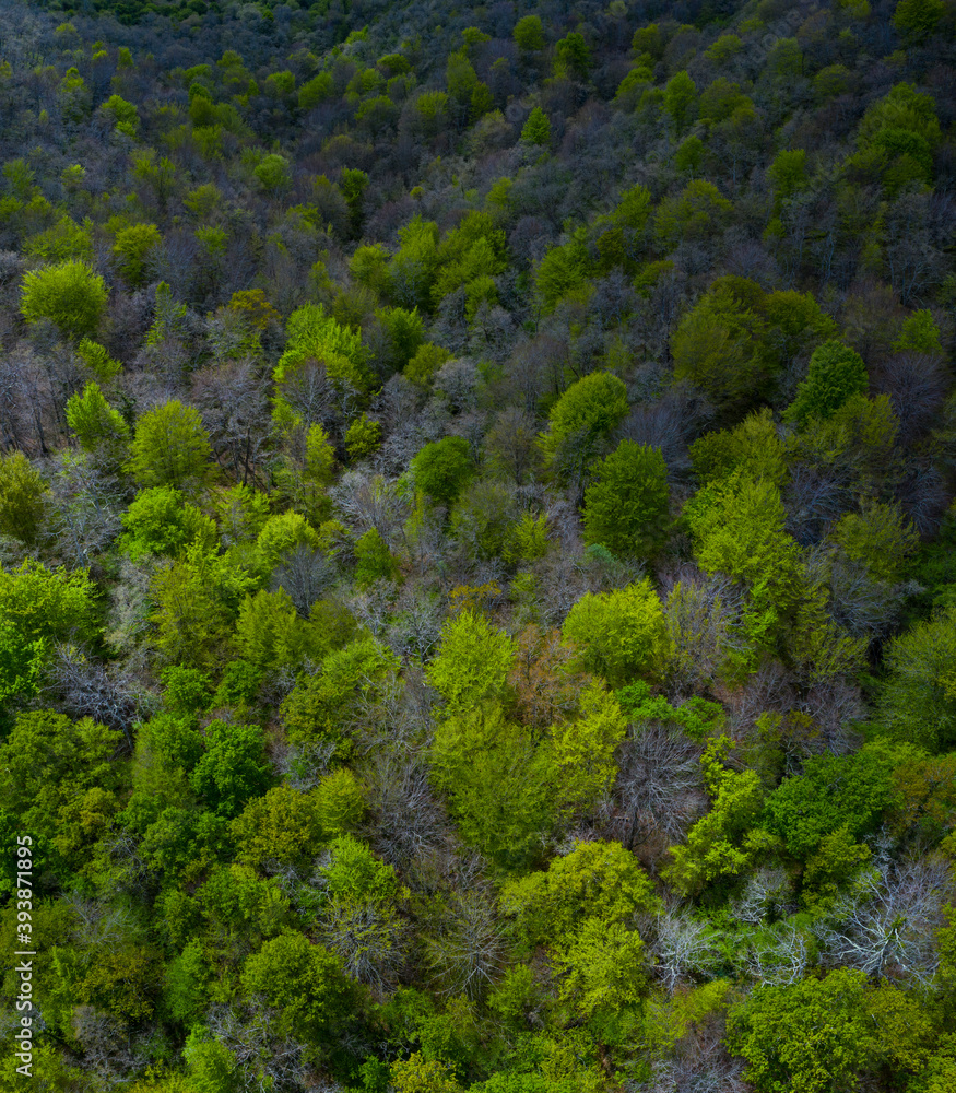 Beech forest in springtime, Irias forest, San Pedro de Soba, Alto Ason, Soba Valley, Cantabria, Spain, Europe