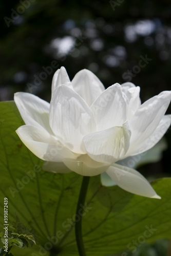 Beautiful white flowers background, close up white flower Nelumbo nucifera,or Lotus.
