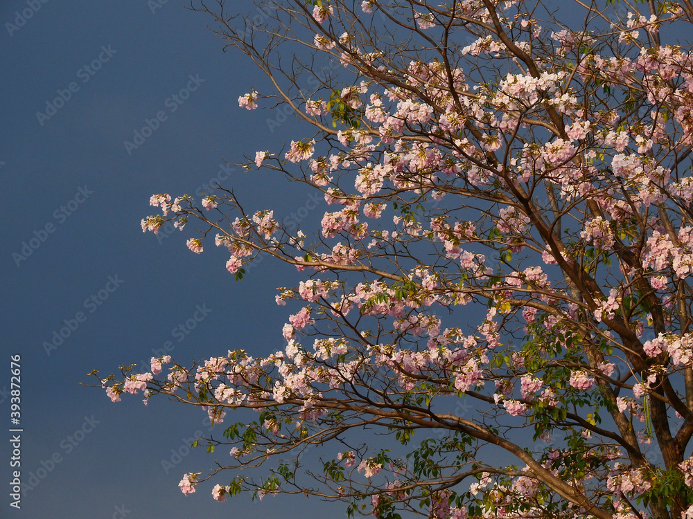 Pink trumpet tree (Tabebuia rosea), The beauty of pink flowers that are blooming at season