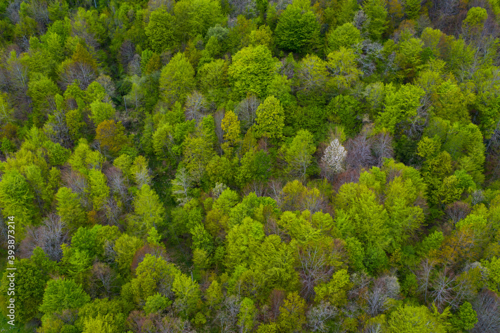 Fototapeta premium Beech forest in springtime, Irias forest, San Pedro de Soba, Alto Ason, Soba Valley, Cantabria, Spain, Europe