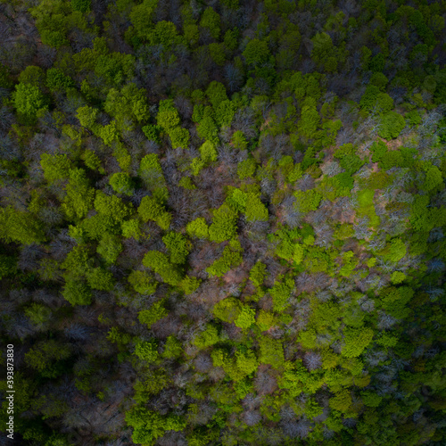 Beech forest in springtime, Irias forest, San Pedro de Soba, Alto Ason, Soba Valley, Cantabria, Spain, Europe photo