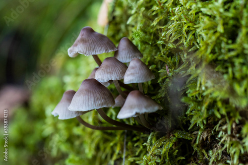 Forest mushrooms in nature, shot close-up macro photography. 