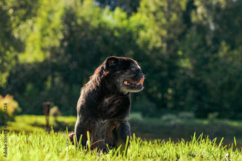 Senoir black pug dog outside on grass in summer.